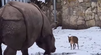 Poland zoo viral video: व्रोकलॉ जू में 1.7 टन गैंडा से भिड़ा हिरण, इस जानवर की निकल गई सारी हवा,देखें वायरल Video