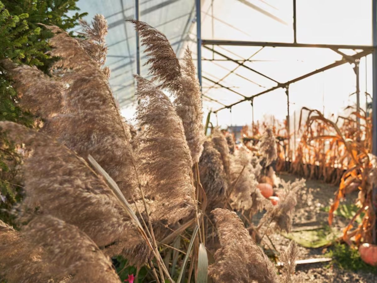 snake grass 1 - Photo Gallery