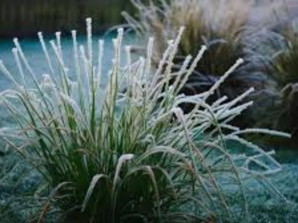 snake grass 2 - Photo Gallery