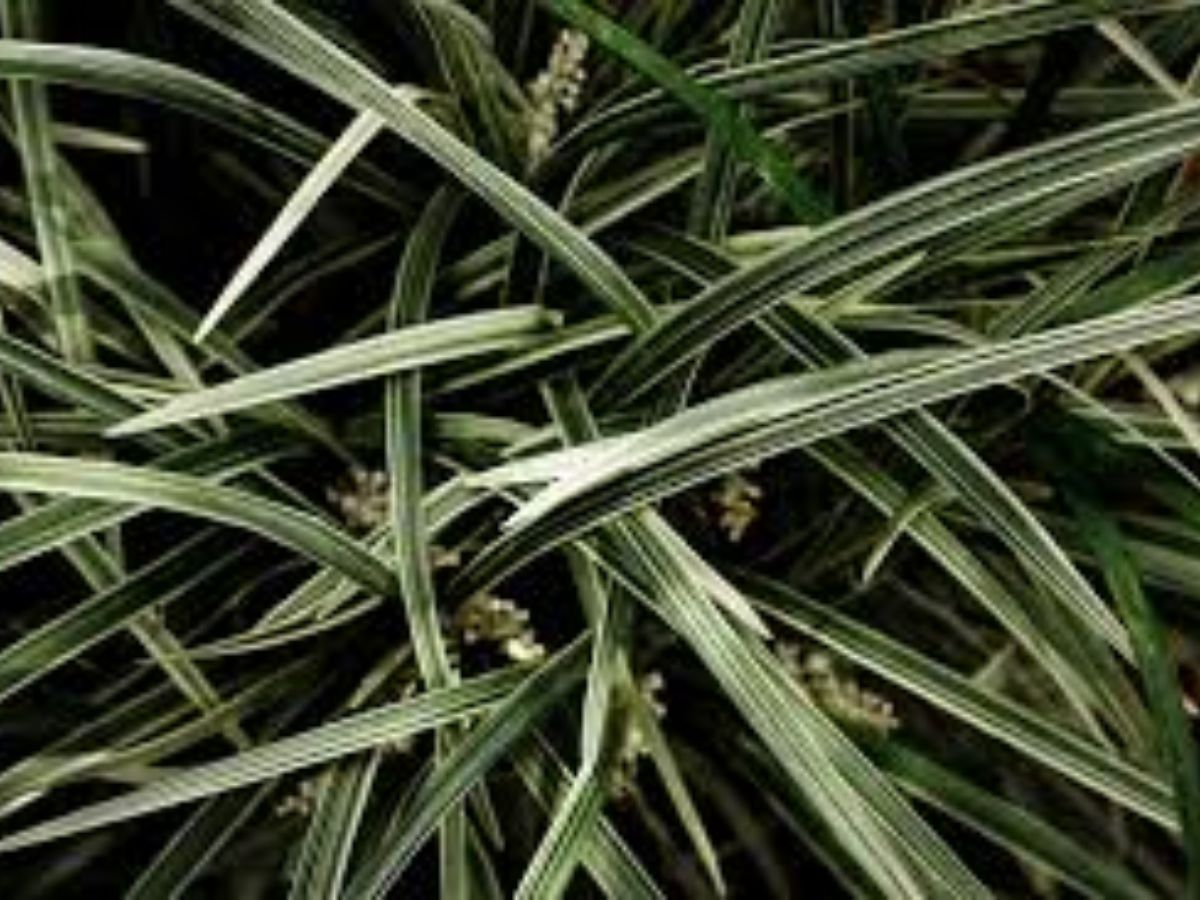 snake grass 3 - Photo Gallery