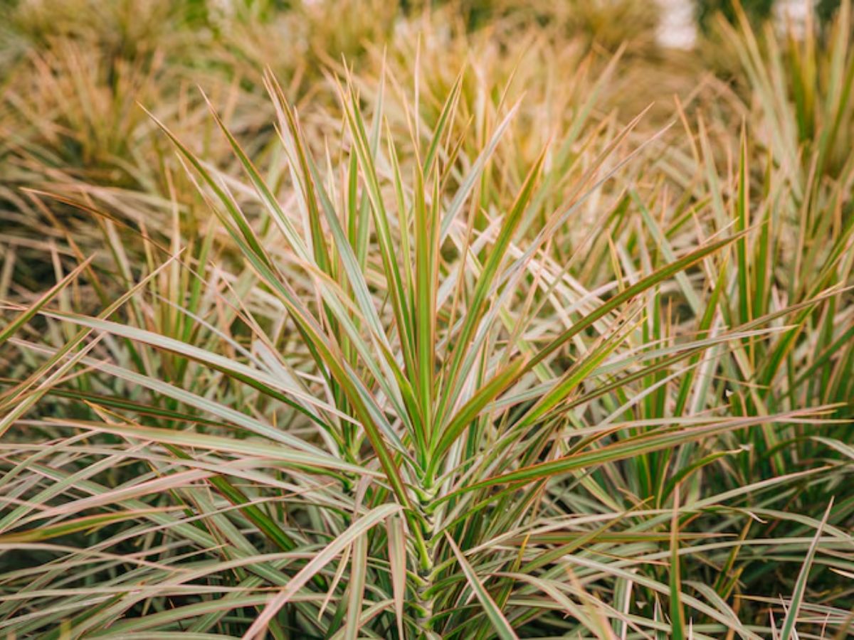 snake grass 4 - Photo Gallery