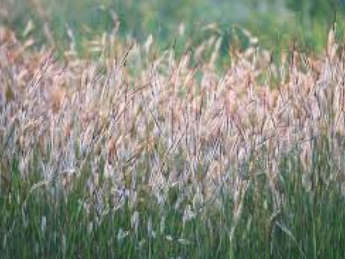 snake grass 5 - Photo Gallery