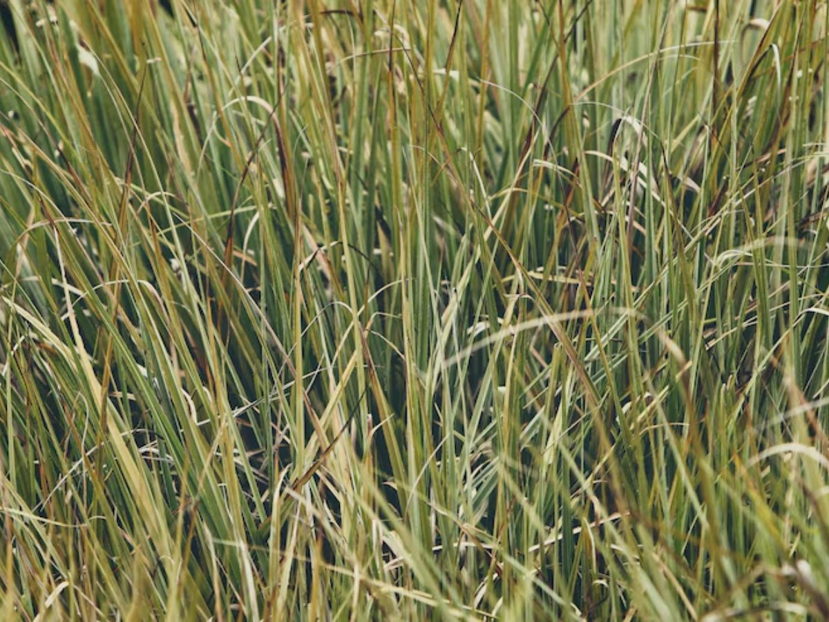 snake grass 7 - Photo Gallery