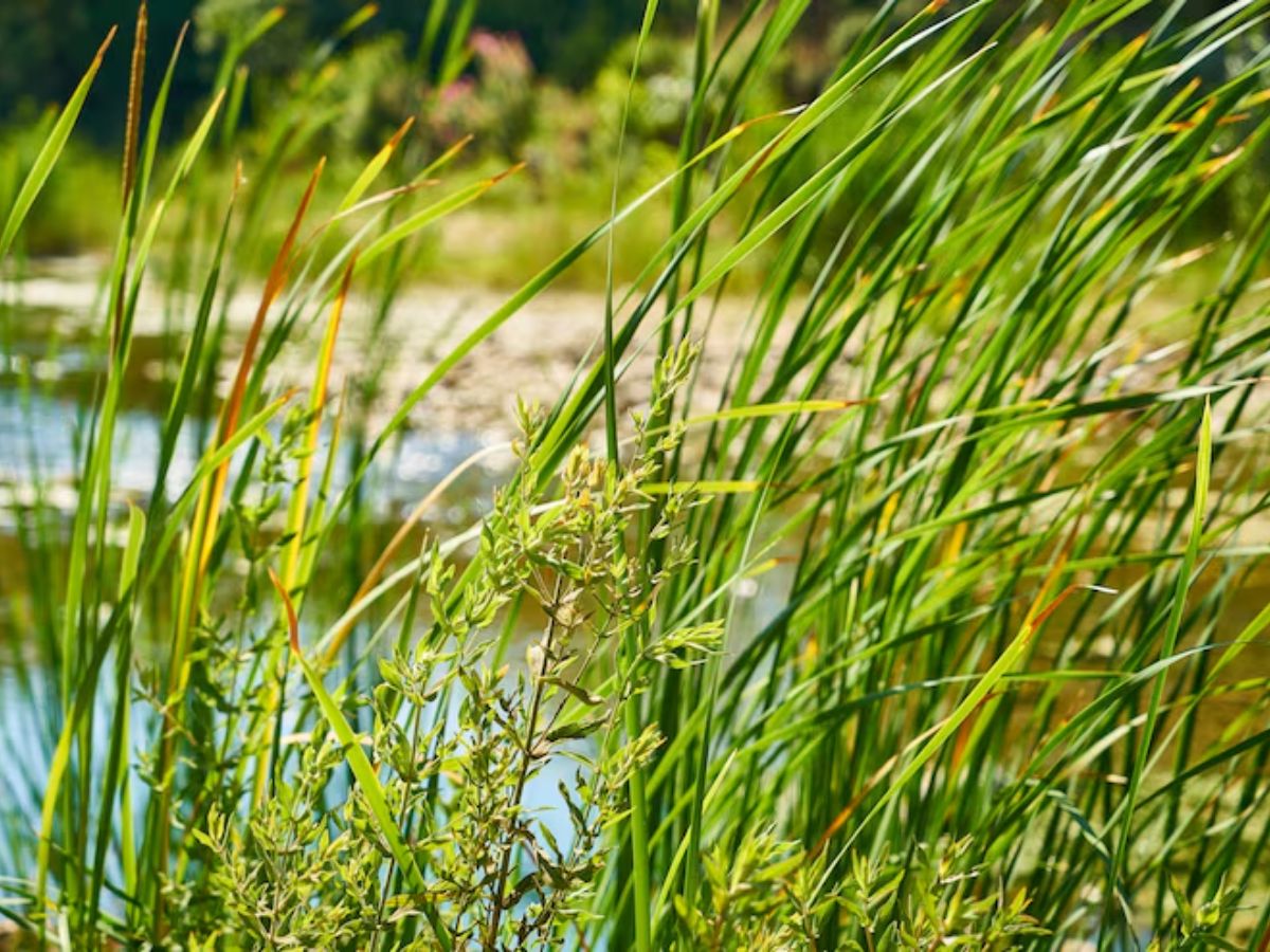 snake grass 8 - Photo Gallery