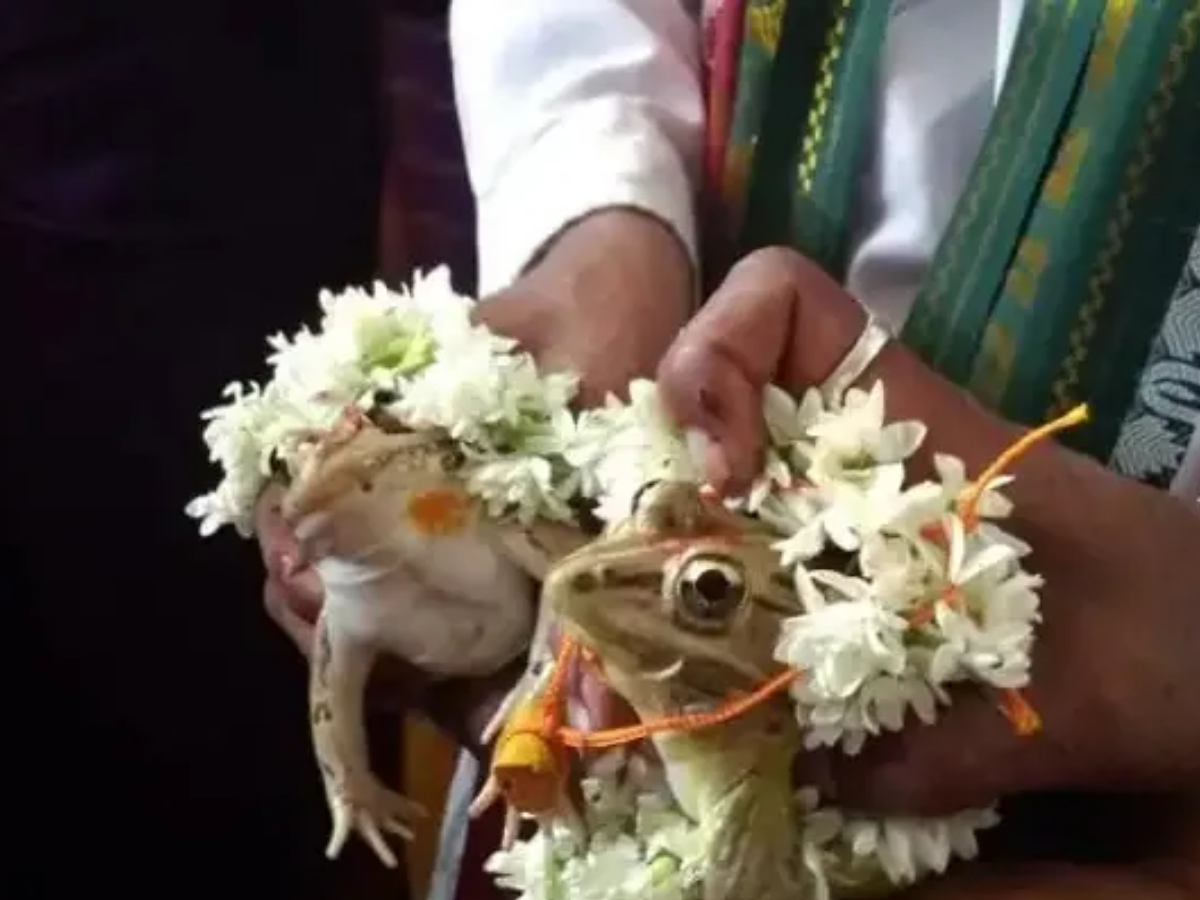 मेंढक की शादी से लेकर भैंस की दौड़ तक, भारत में धूमधाम ने मनाई जाती हैं ये अनोखी परंपराएं; जिन पर नहीं होगा यकीन - Photo Gallery