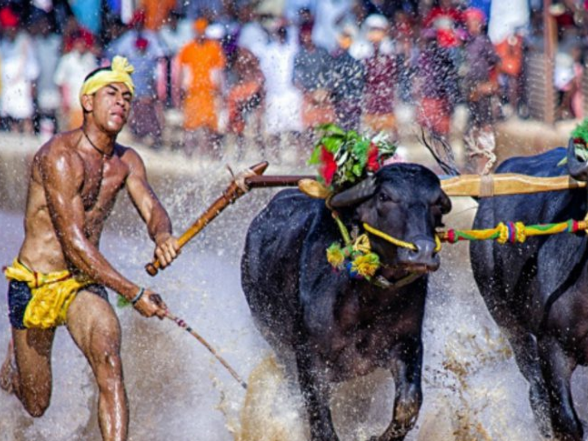 मेंढक की शादी से लेकर भैंस की दौड़ तक, भारत में धूमधाम ने मनाई जाती हैं ये अनोखी परंपराएं; जिन पर नहीं होगा यकीन - Photo Gallery