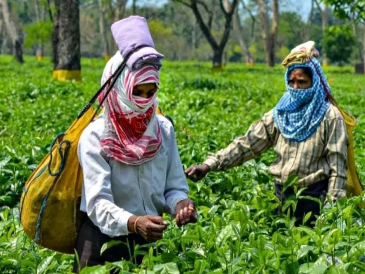 The cultural significance of tea in Assam - Photo Gallery