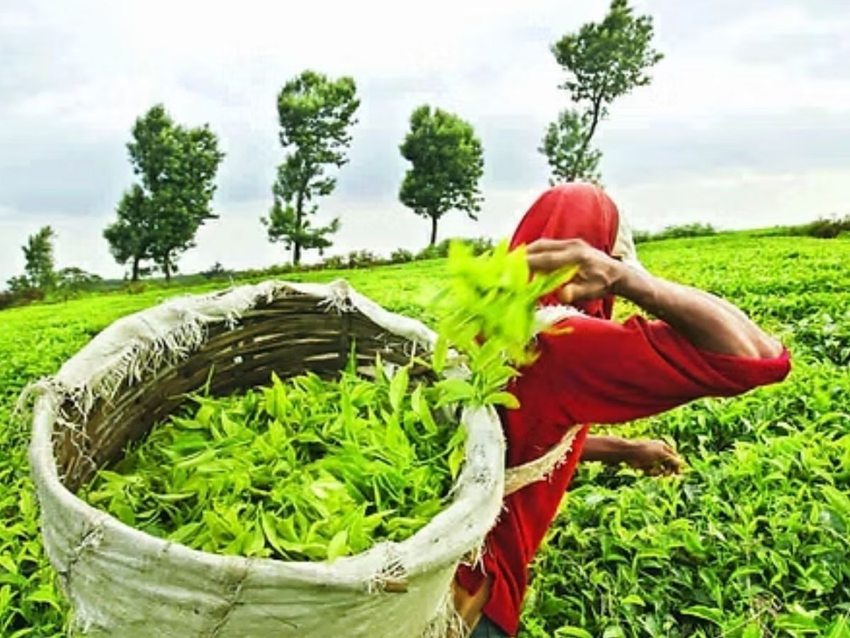 Top tea gardens of Assam - Photo Gallery