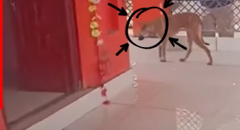 दिव्य संकेत या बीमारी? मंदिर में कुत्ते का रहस्यमय चक्कर विवाद; आखिर क्या है इसके पीछे का सच?