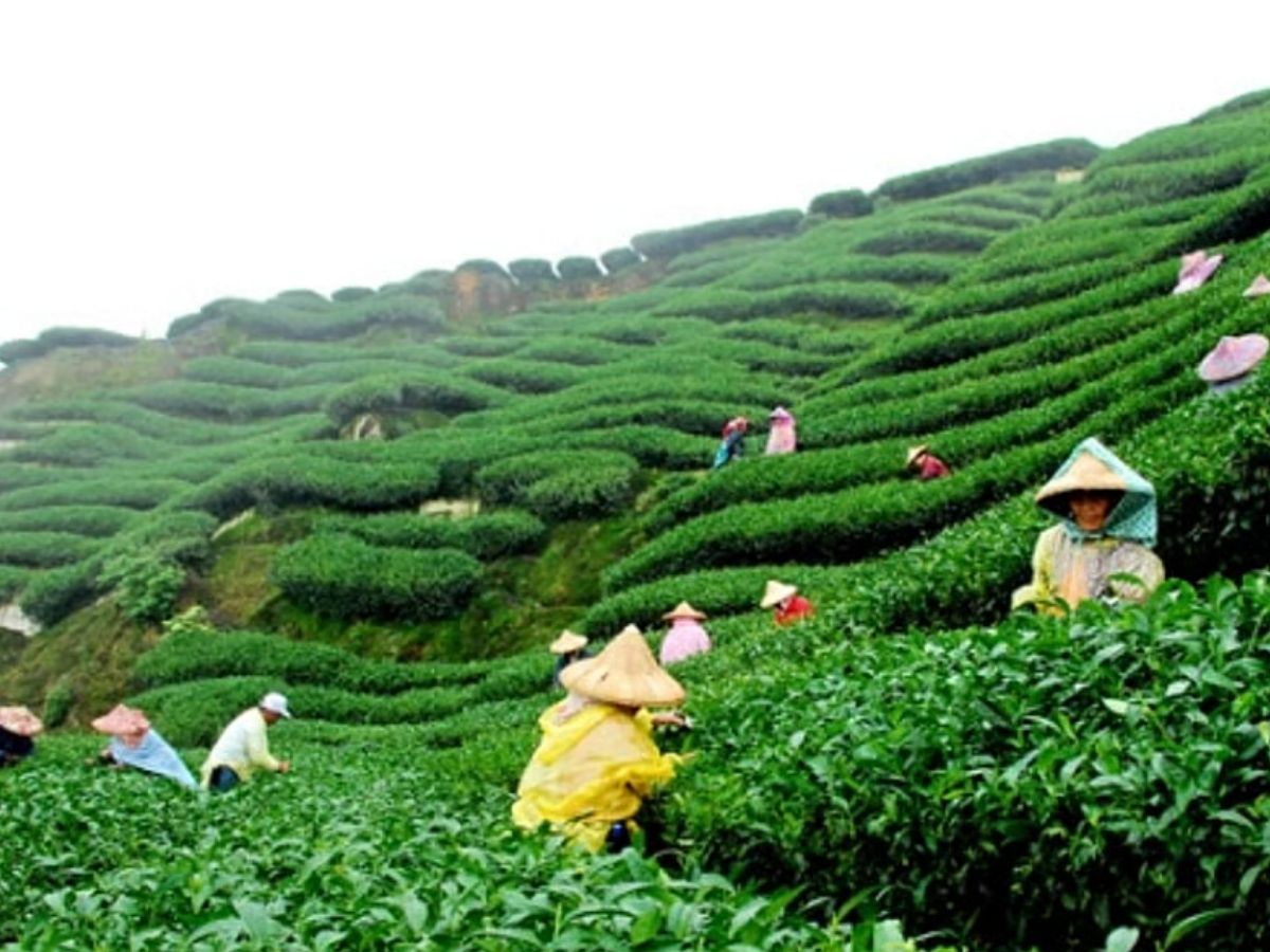 Which state is known as the tea capital of India - Photo Gallery