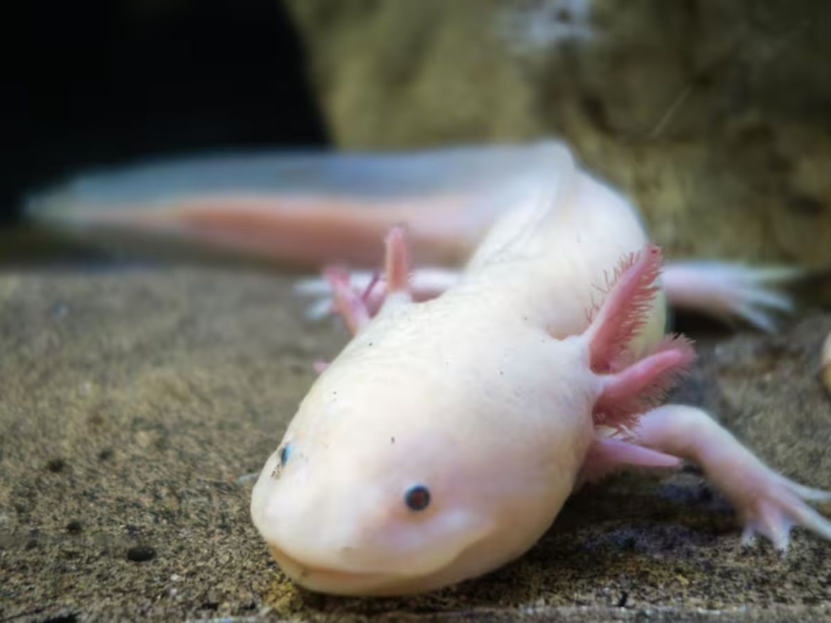 Worlds Strangest Creature 3 - Photo Gallery