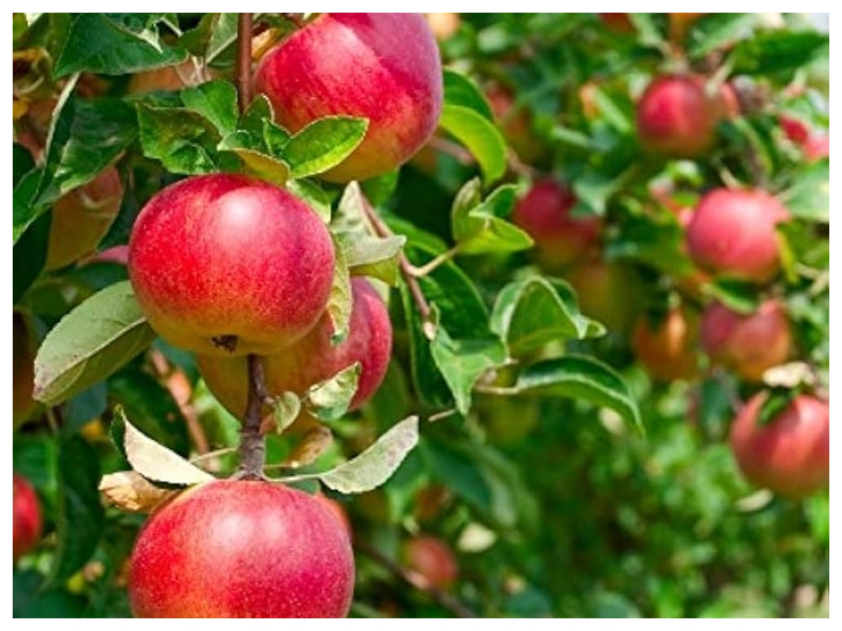 Benefits of apples for health: सेहत के लिए लाल या हरा सेब? जानिए कौन सा है ज्यादा फायदेमंद - Photo Gallery