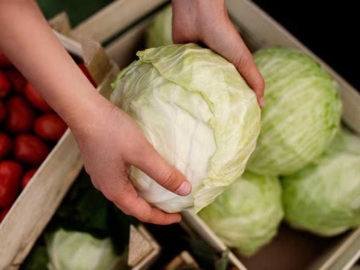 cabbage worms - Photo Gallery