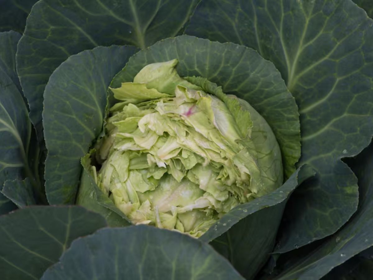 Cabbage Cleaning Tips: झट से पत्ता गोभी से भाग जाएंगे कीड़े, बस कर लें ये काम…! - Photo Gallery