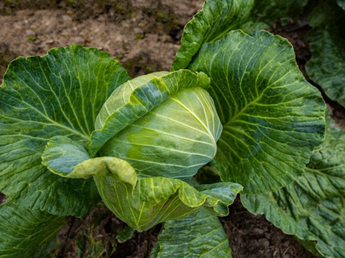 cabbage worms - Photo Gallery