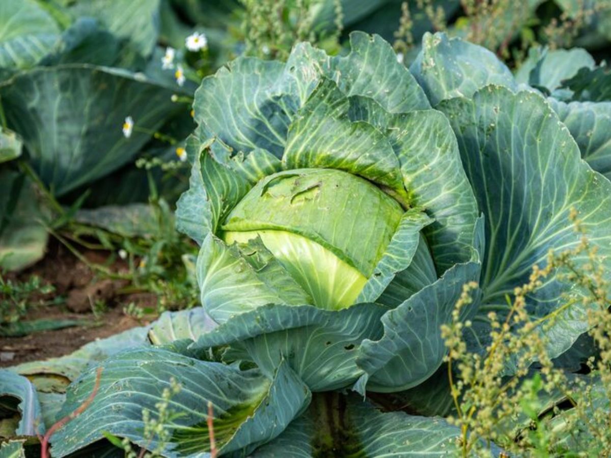 cabbage worms - Photo Gallery