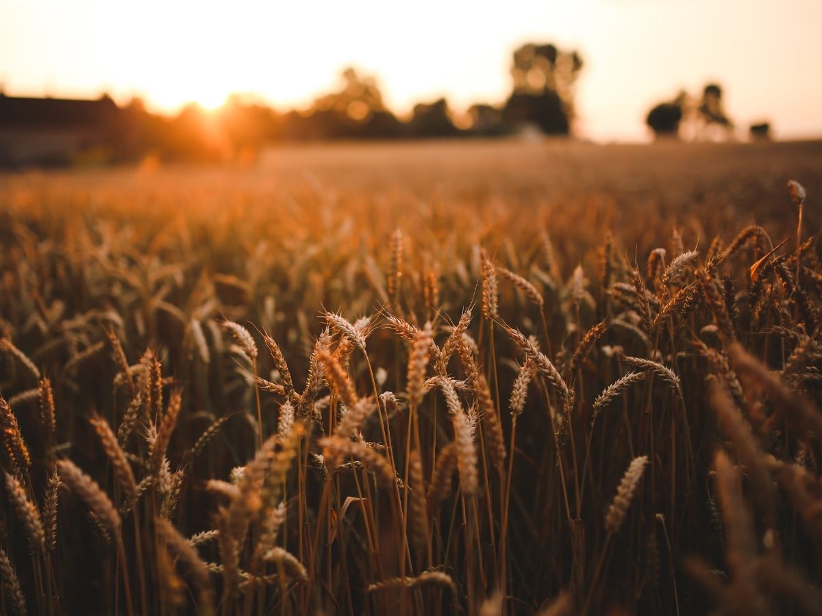 India-US trade Agreement: अमेरिका को झटका? ट्रेड डील में भारत ने खींची लक्ष्मण रेखा, खेती-डेयरी सेक्टर पर नो-कम्प्रोमाइज, देखें लिस्ट - Photo Gallery