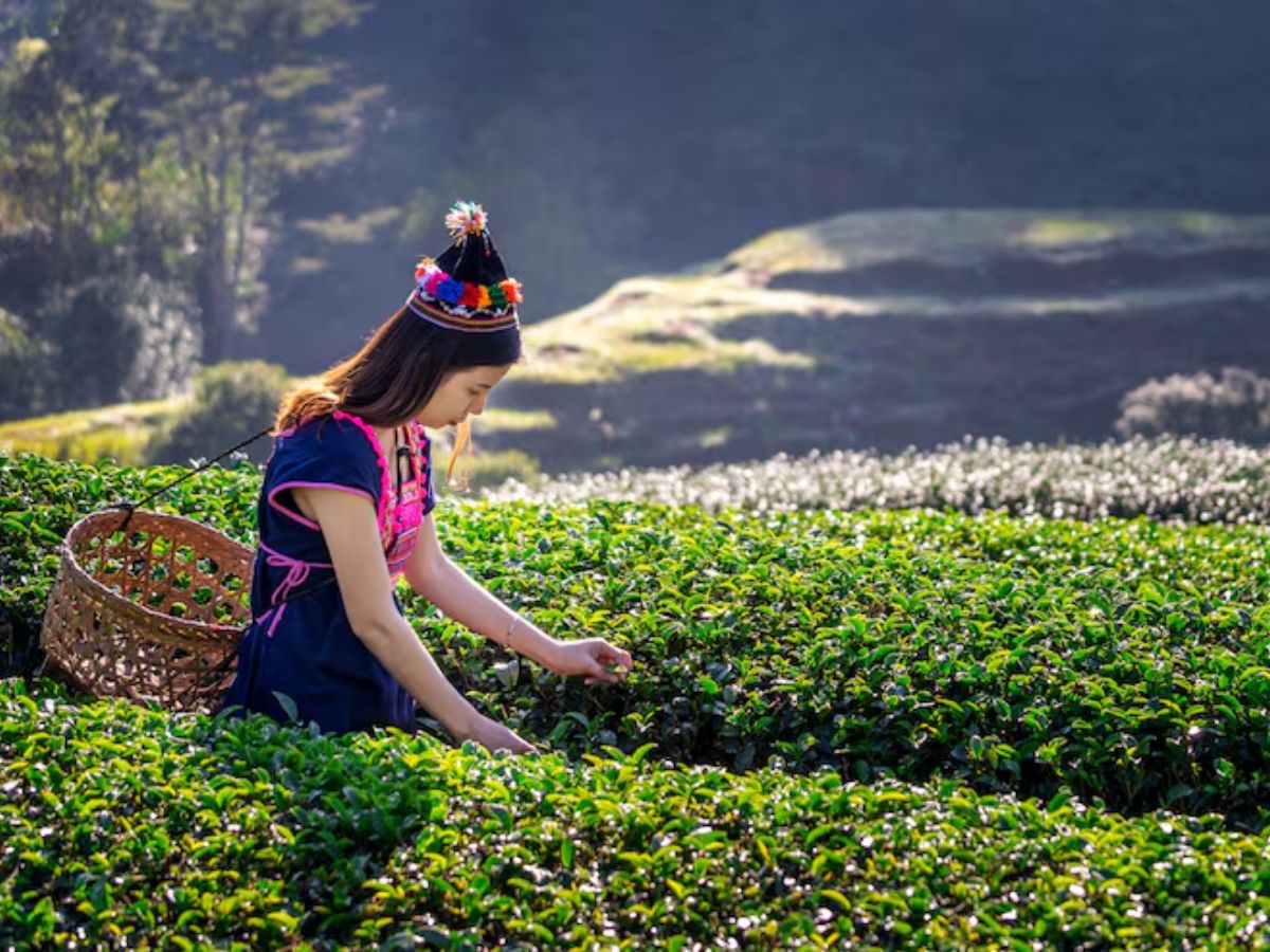 kerala - Photo Gallery