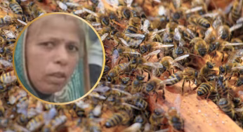 MP की 40 साल की महिला बनी मिसाल, मधुमक्खियों के झुंड से 20 बच्चों को बचाया, अपनी जान की कीमत देकर बनी असली हीरो!