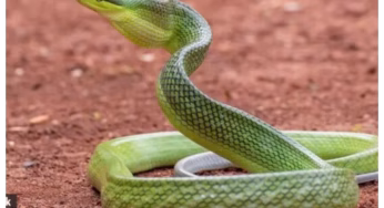 Virar pani puri stall video:विरार में पानीपुरी स्टॉल पर सांप दिखने से हड़कंप,फूड सेफ्टी पर खड़े किए सवाल