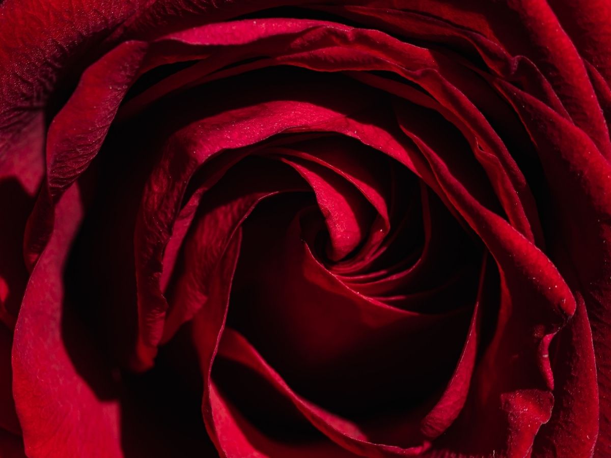 Rose Day Wishes: एक गुलाब तेरे नाम! रोज डे पर अपने हमसफर को भेजें ये प्यार भरा पैगाम - Photo Gallery