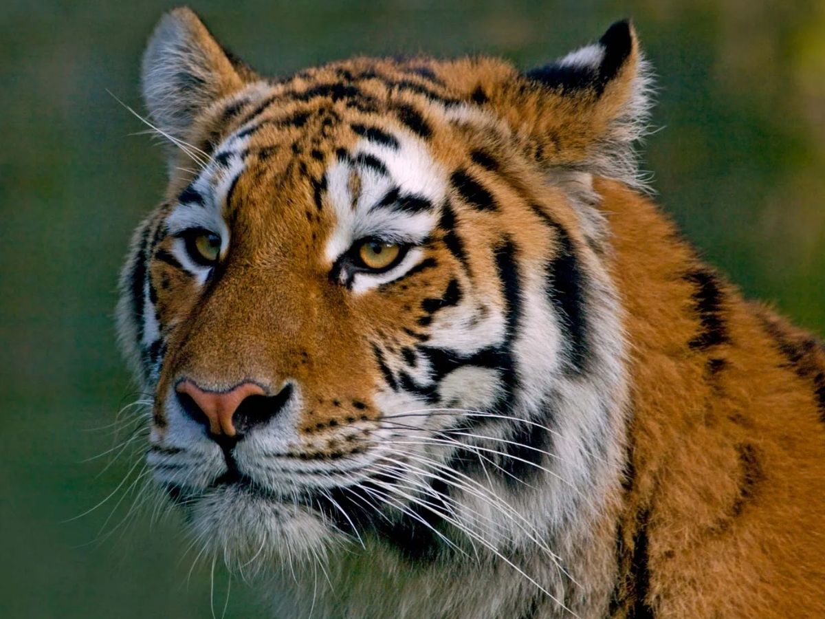 सिर्फ इंसान ही नहीं! जंगल का बाघ भी करता है इंटरमिटेंट फास्टिंग, जानिए क्या है उसकी डाइट? - Photo Gallery