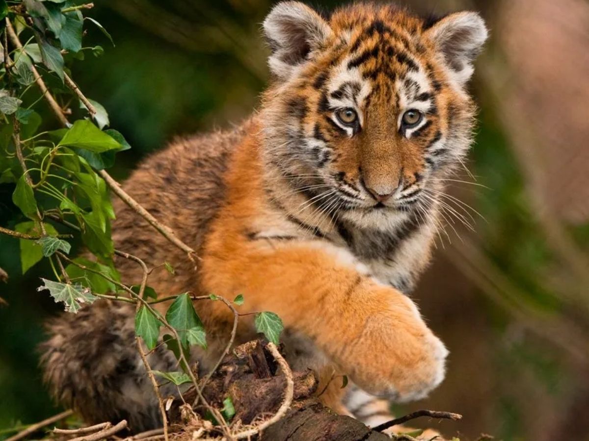 सिर्फ इंसान ही नहीं! जंगल का बाघ भी करता है इंटरमिटेंट फास्टिंग, जानिए क्या है उसकी डाइट? - Photo Gallery