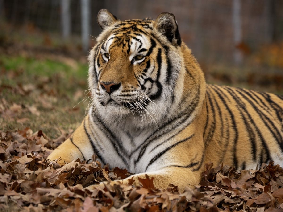 सिर्फ इंसान ही नहीं! जंगल का बाघ भी करता है इंटरमिटेंट फास्टिंग, जानिए क्या है उसकी डाइट? - Photo Gallery