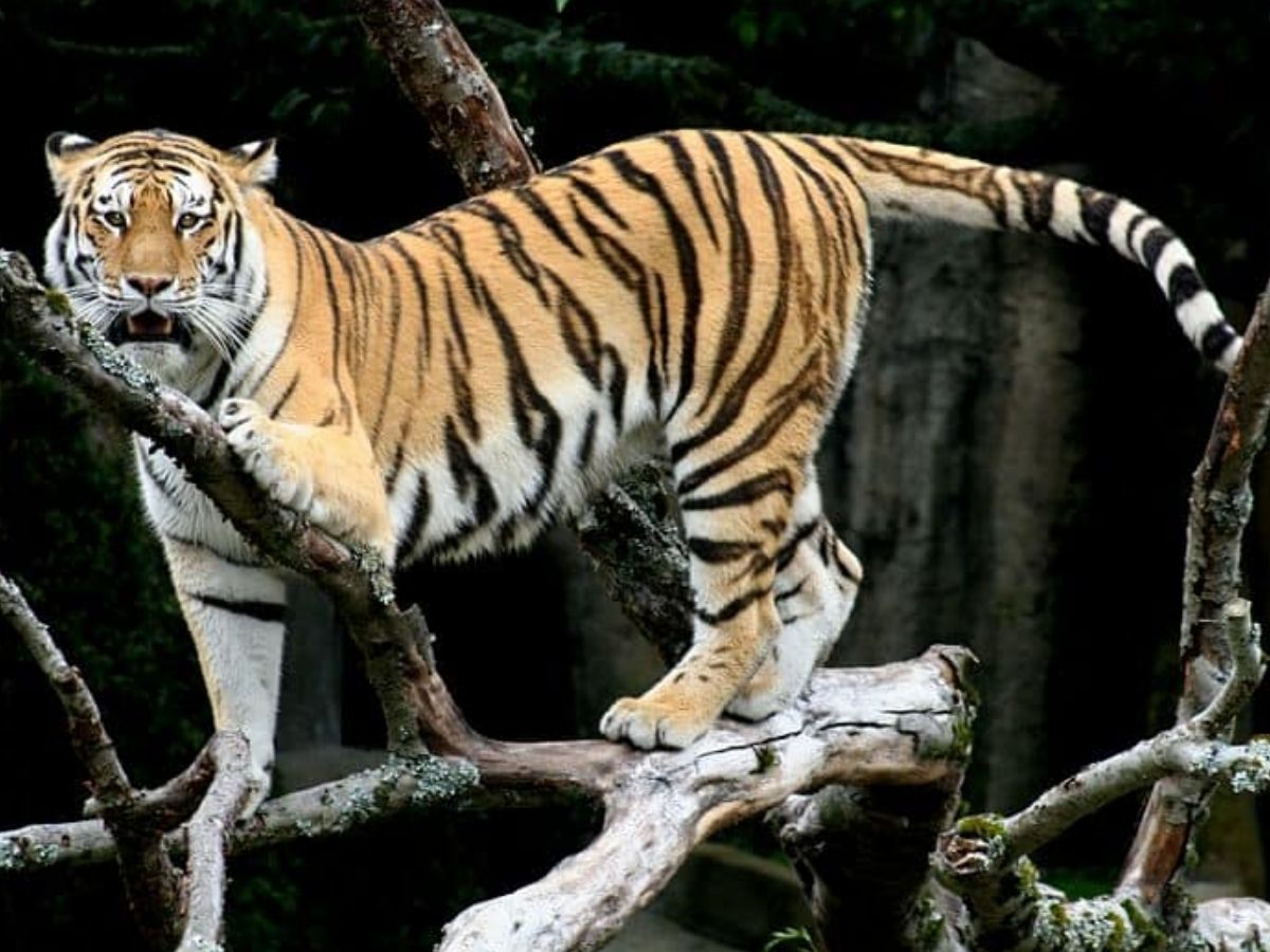 सिर्फ इंसान ही नहीं! जंगल का बाघ भी करता है इंटरमिटेंट फास्टिंग, जानिए क्या है उसकी डाइट? - Photo Gallery