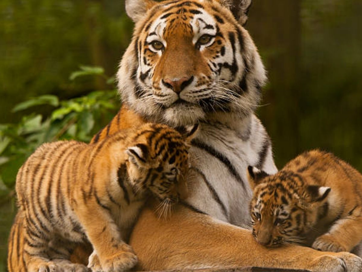 सिर्फ इंसान ही नहीं! जंगल का बाघ भी करता है इंटरमिटेंट फास्टिंग, जानिए क्या है उसकी डाइट? - Photo Gallery