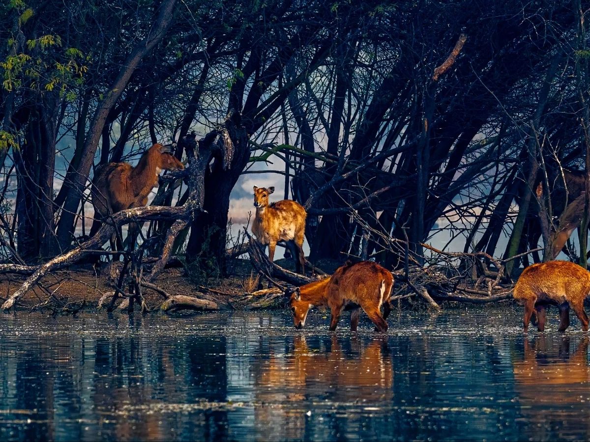 दिल्ली में ये 7 झीलें आपने देखीं क्या? रविवार को गर्लफ्रेंड के साथ घूमने का लें मजा - Photo Gallery