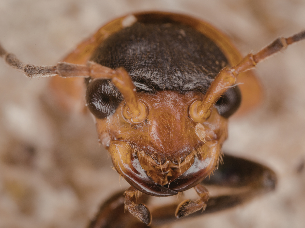 kenya Ant Trafficking: 21 हजार में बिक रही रानी चींटी! इस देश में चल रहा करोड़ों का काला कारोबार - Photo Gallery