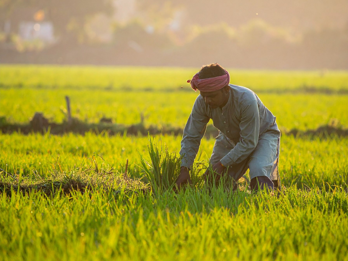 फसल बर्बाद तो नहीं होगी आय बर्बाद! जानिए PMFBY कैसे देता है सुरक्षा? - Photo Gallery