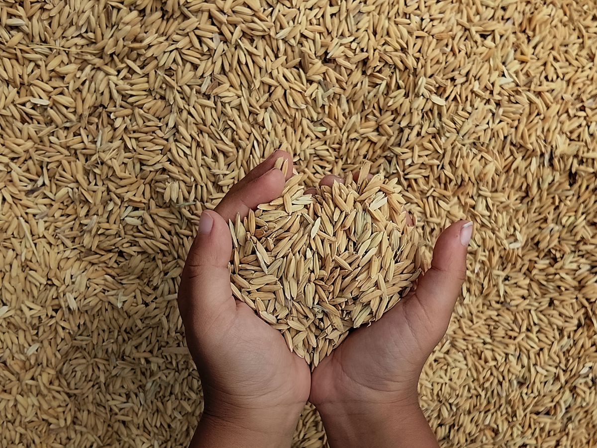 फसल बर्बाद तो नहीं होगी आय बर्बाद! जानिए PMFBY कैसे देता है सुरक्षा? - Photo Gallery