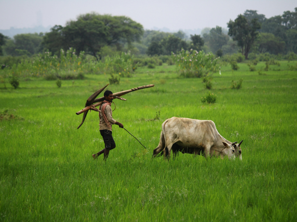 फसल बर्बाद तो नहीं होगी आय बर्बाद! जानिए PMFBY कैसे देता है सुरक्षा? - Photo Gallery