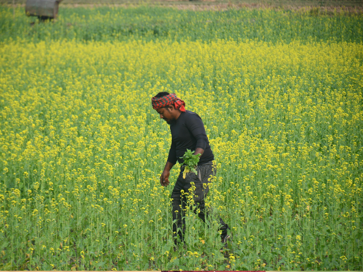 फसल बर्बाद तो नहीं होगी आय बर्बाद! जानिए PMFBY कैसे देता है सुरक्षा? - Photo Gallery