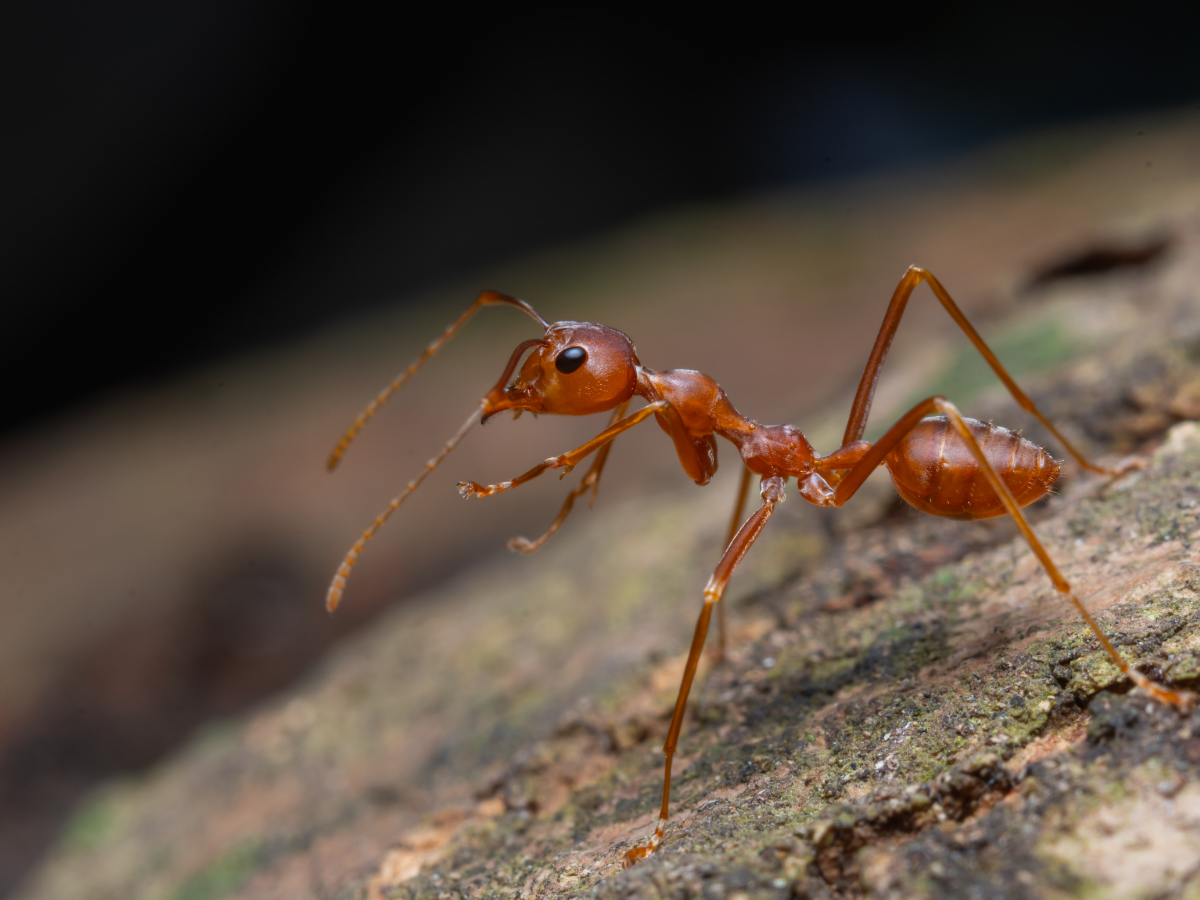 kenya Ant Trafficking: 21 हजार में बिक रही रानी चींटी! इस देश में चल रहा करोड़ों का काला कारोबार - Photo Gallery