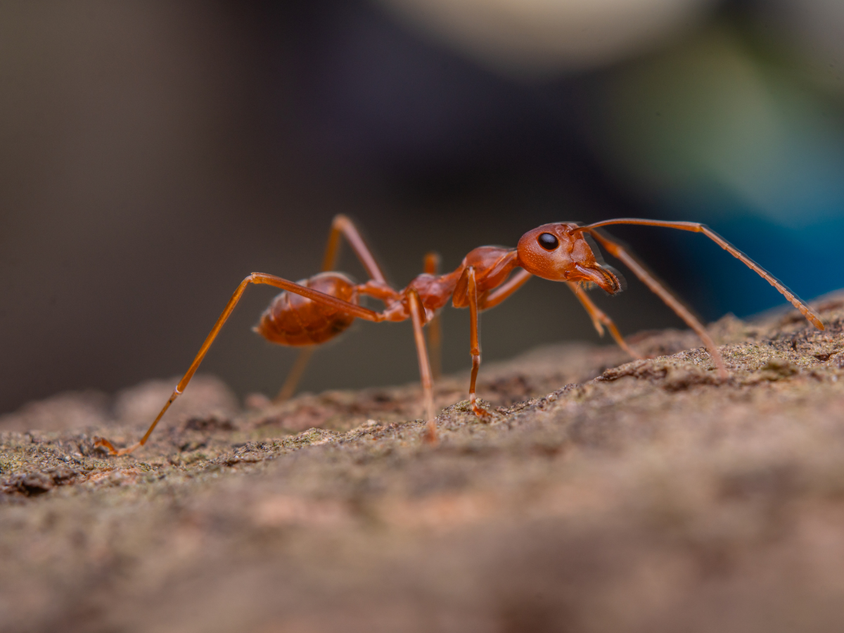 kenya Ant Trafficking: 21 हजार में बिक रही रानी चींटी! इस देश में चल रहा करोड़ों का काला कारोबार - Photo Gallery