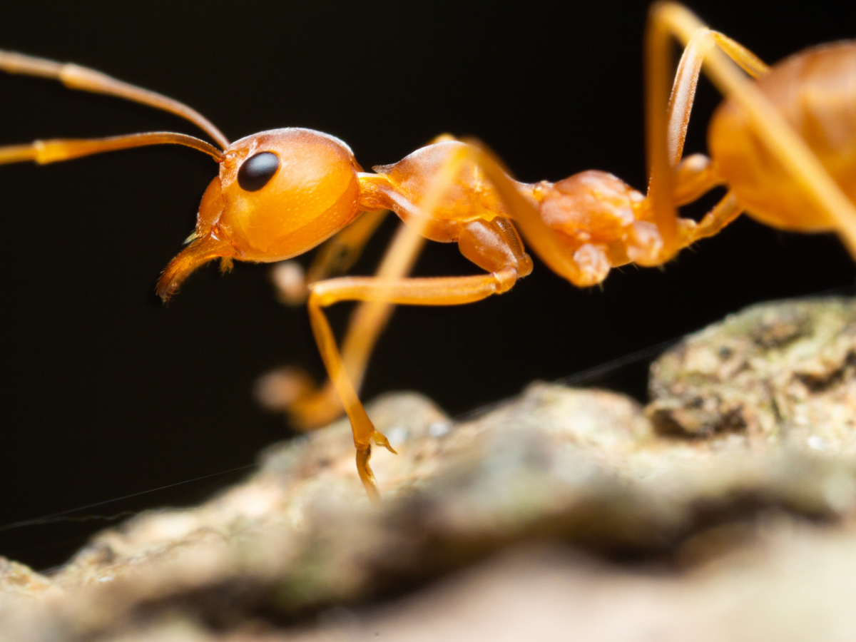 kenya Ant Trafficking: 21 हजार में बिक रही रानी चींटी! इस देश में चल रहा करोड़ों का काला कारोबार - Photo Gallery