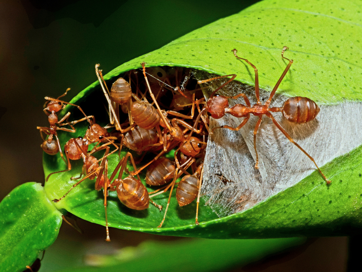 kenya Ant Trafficking: 21 हजार में बिक रही रानी चींटी! इस देश में चल रहा करोड़ों का काला कारोबार - Photo Gallery