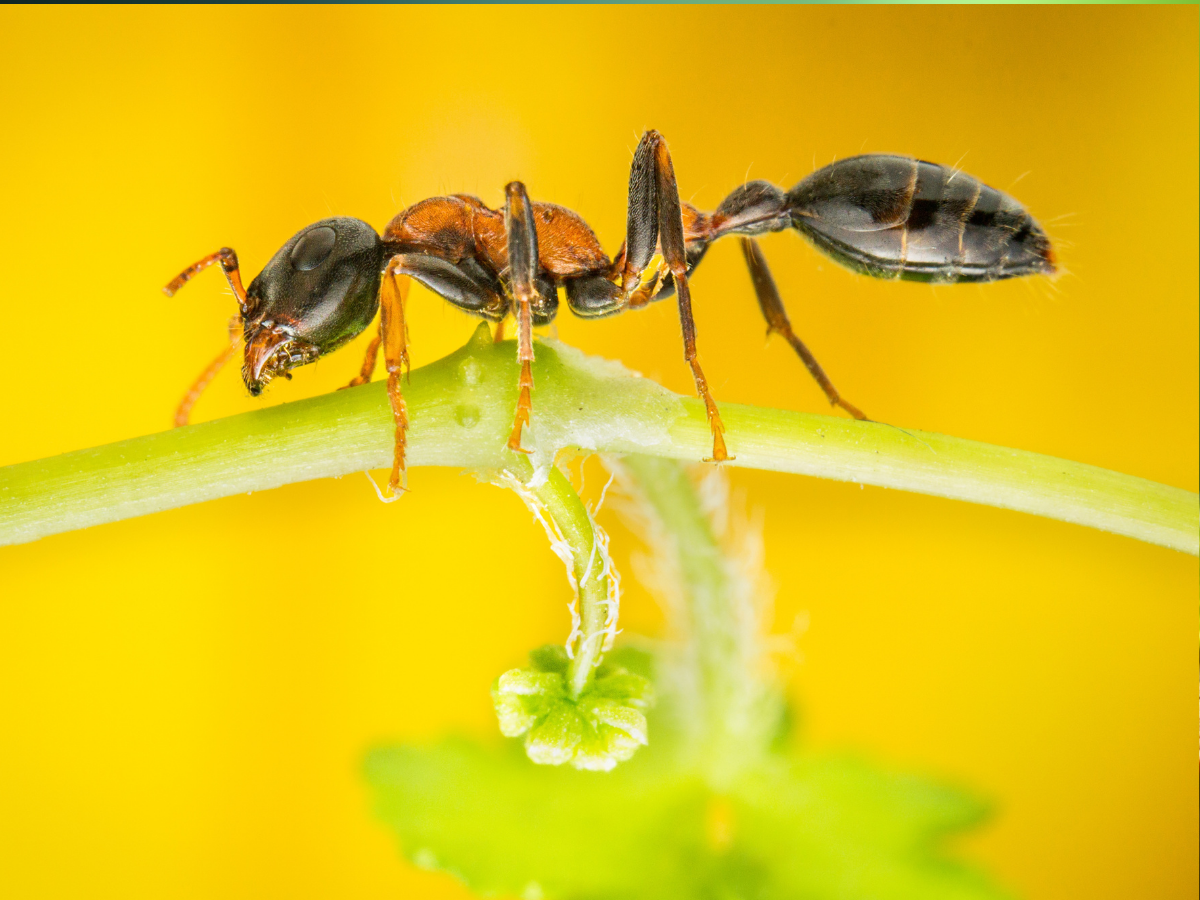 kenya Ant Trafficking: 21 हजार में बिक रही रानी चींटी! इस देश में चल रहा करोड़ों का काला कारोबार - Photo Gallery