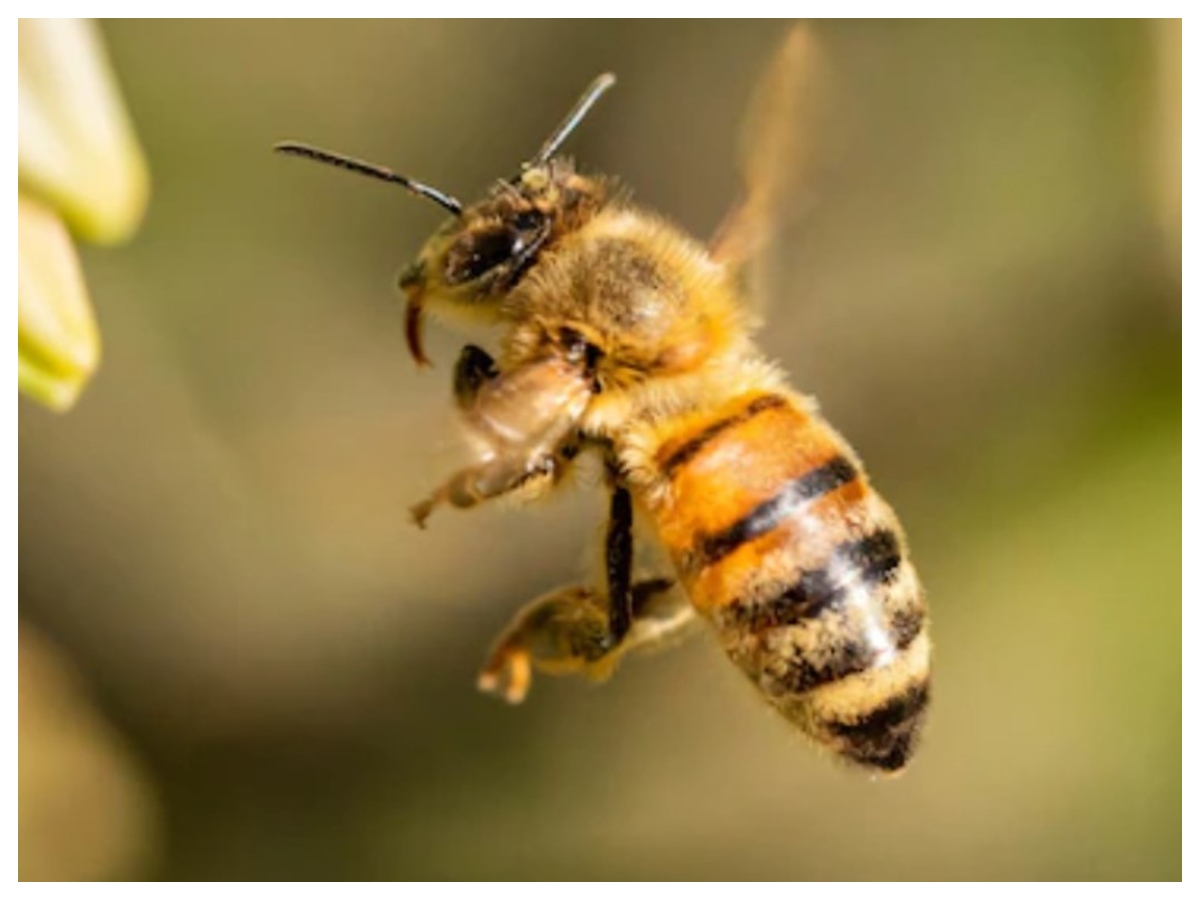 Bee attack: मधुमक्खियों का डंक कब होता है जानलेवा, जानें इसके खतरे के बारे में और बचाव के आसान उपाय - Photo Gallery