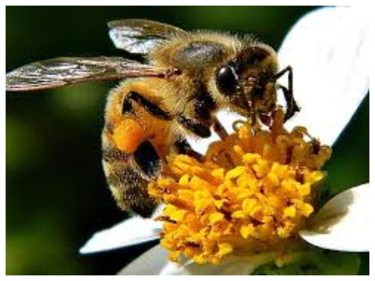 Bee attack: मधुमक्खियों का डंक कब होता है जानलेवा, जानें इसके खतरे के बारे में और बचाव के आसान उपाय - Photo Gallery