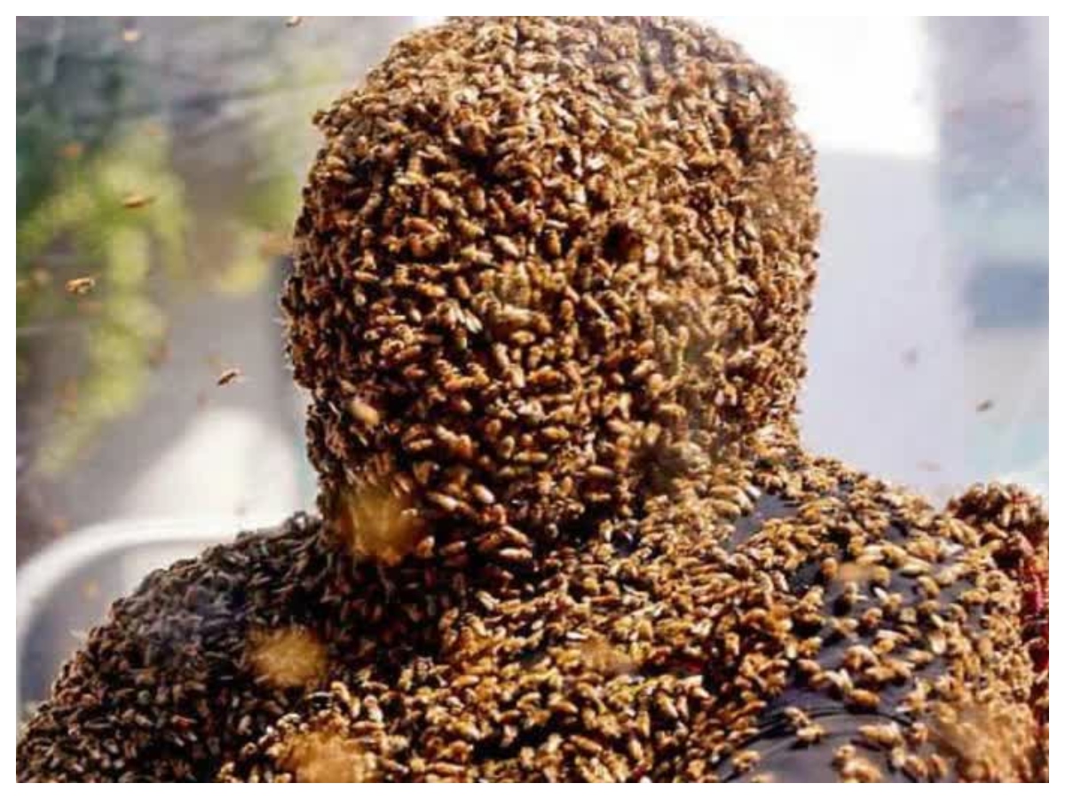 Bee attack: मधुमक्खियों का डंक कब होता है जानलेवा, जानें इसके खतरे के बारे में और बचाव के आसान उपाय - Photo Gallery