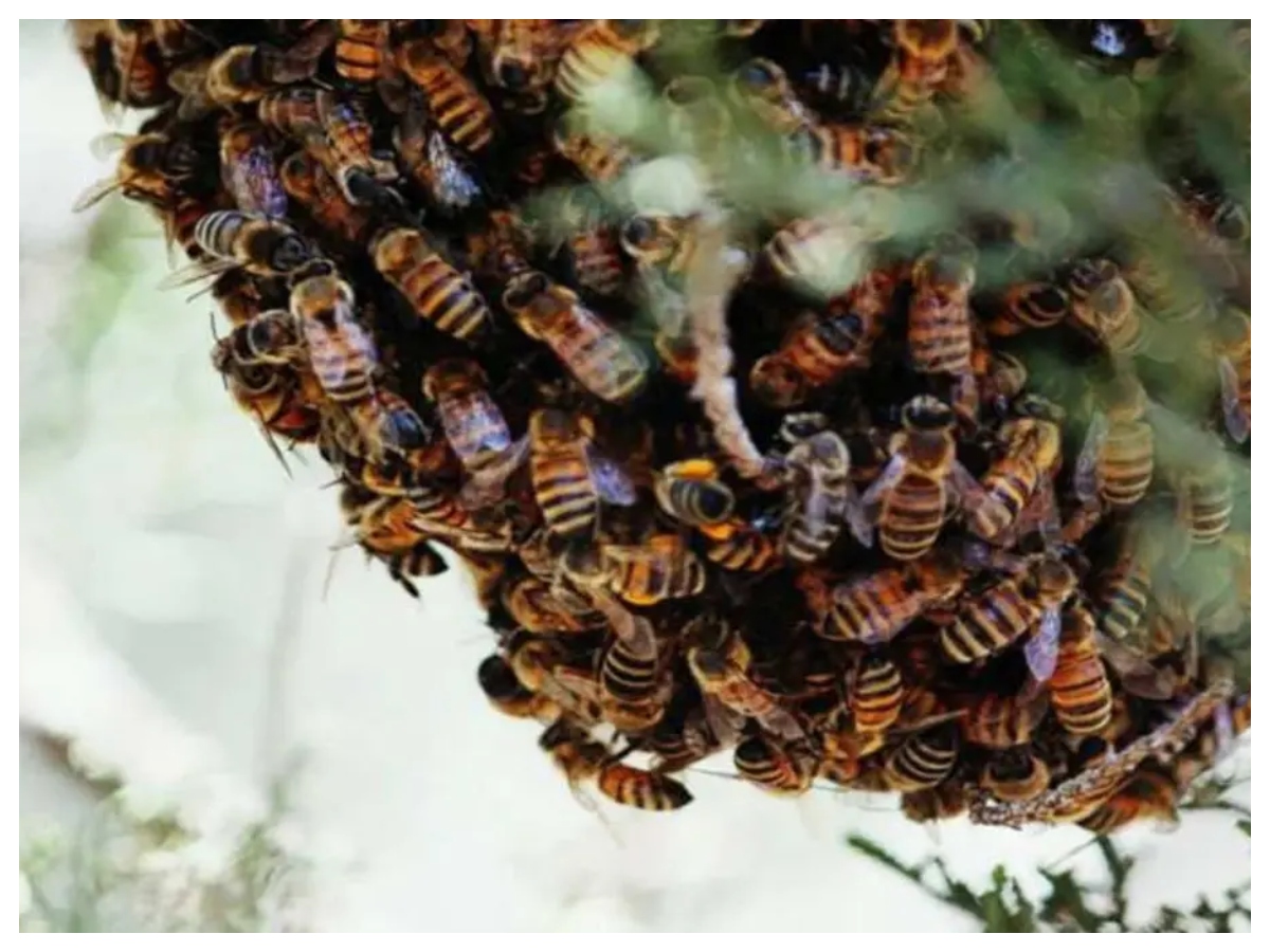Bee attack: मधुमक्खियों का डंक कब होता है जानलेवा, जानें इसके खतरे के बारे में और बचाव के आसान उपाय - Photo Gallery