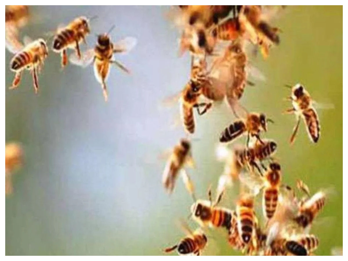 Bee attack: मधुमक्खियों का डंक कब होता है जानलेवा, जानें इसके खतरे के बारे में और बचाव के आसान उपाय - Photo Gallery