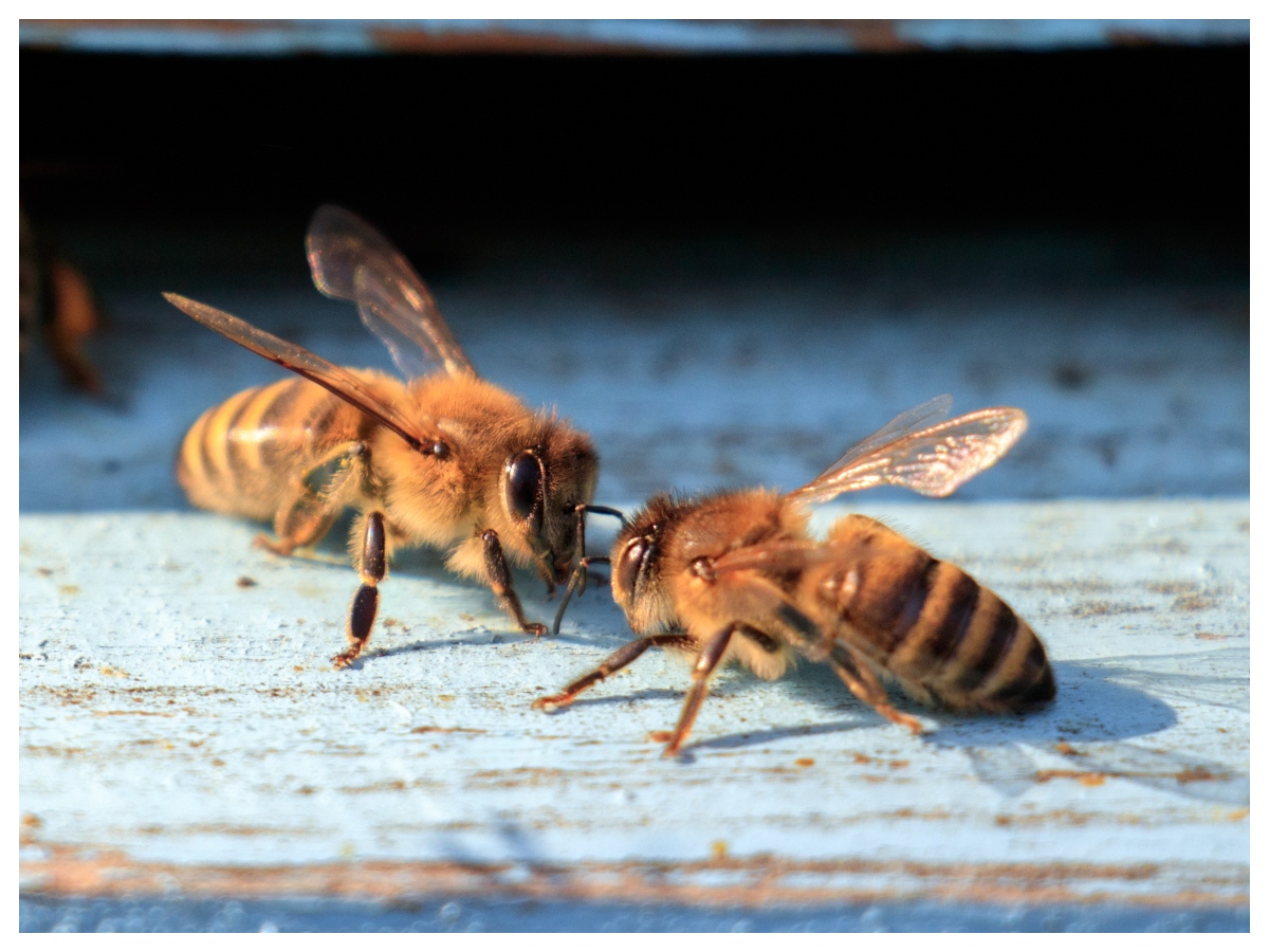 Bee attack: मधुमक्खियों का डंक कब होता है जानलेवा, जानें इसके खतरे के बारे में और बचाव के आसान उपाय - Photo Gallery