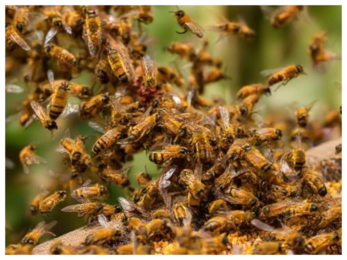 Bee attack: मधुमक्खियों का डंक कब होता है जानलेवा, जानें इसके खतरे के बारे में और बचाव के आसान उपाय - Photo Gallery