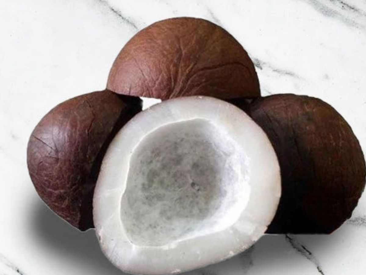 Coconuts Banned In Flights: प्लेन में इस फल पर लगा है बैन! सफर में नहीं ले जा सकते साथ; जान लें ये जरूरी नियम - Photo Gallery