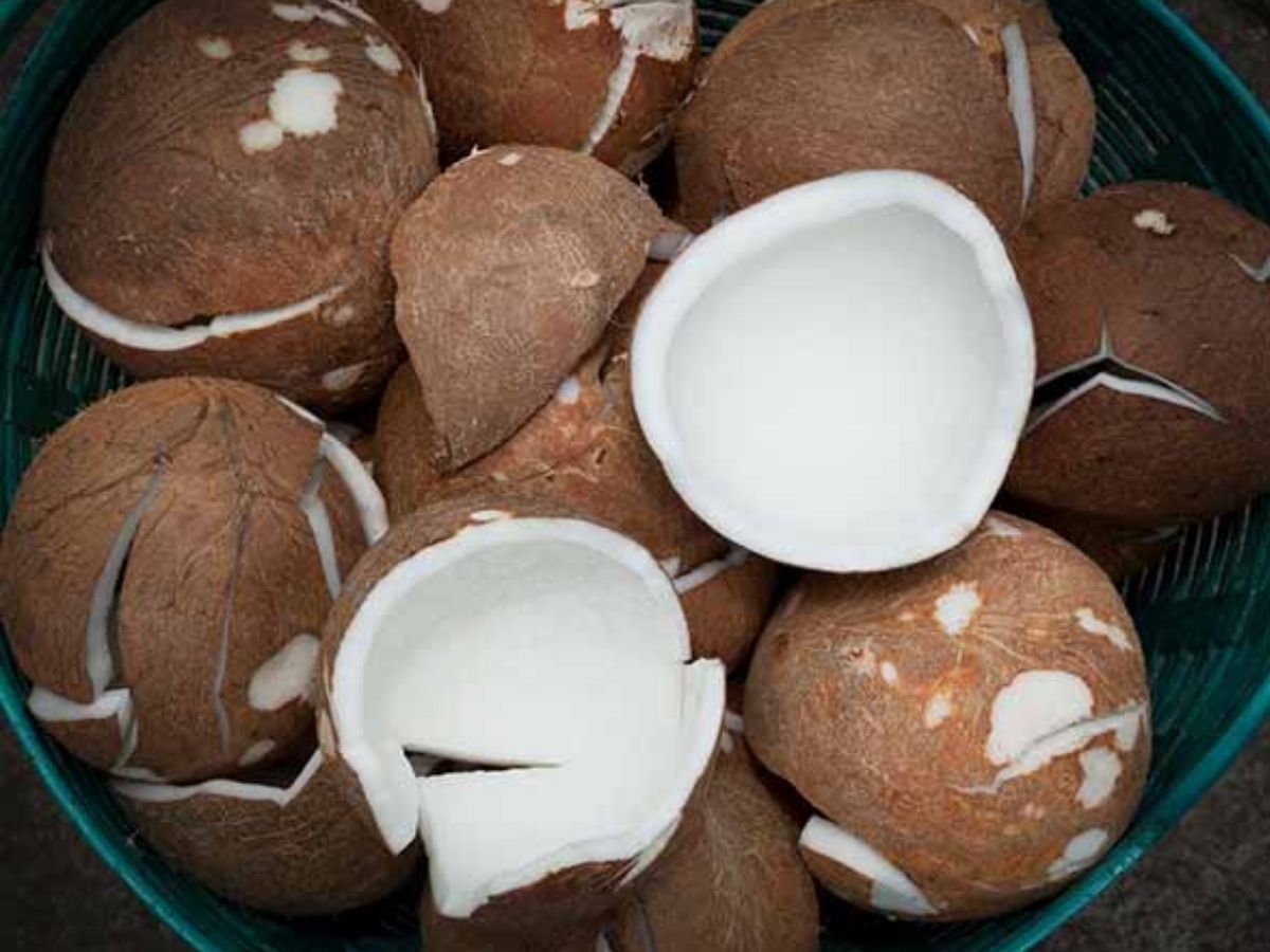Coconuts Banned In Flights: प्लेन में इस फल पर लगा है बैन! सफर में नहीं ले जा सकते साथ; जान लें ये जरूरी नियम - Photo Gallery